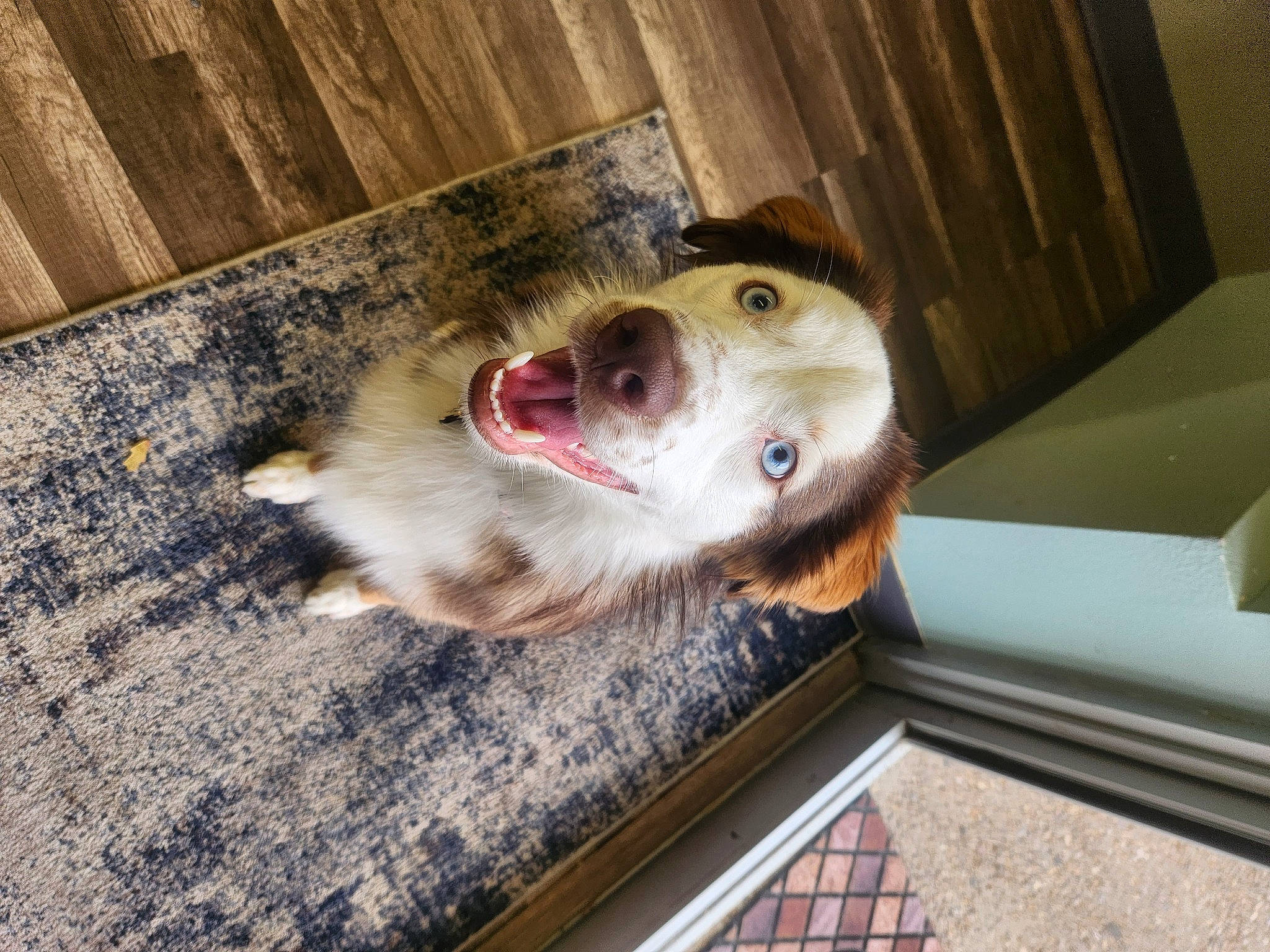 Whiskey is registered to the contest to win money with this photo: carnivore, companion_dog, dog, dog_breed, dog_food, fawn, floor, flooring, fur, hardwood, paw, plank, snout, spitz, sporting_group, whiskers, wood, wood_stain