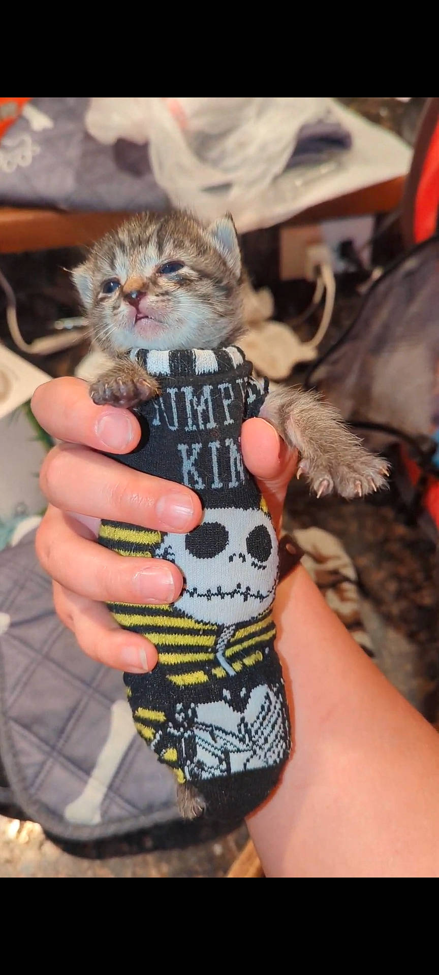 Khan joined the competition — help win amazing prizes! carnivore, cat, domestic_short_haired_cat, fashion_accessory, fawn, felidae, finger, fur, jewellery, nail, small_to_medium_sized_cats, thumb, toy, whiskers, wrist