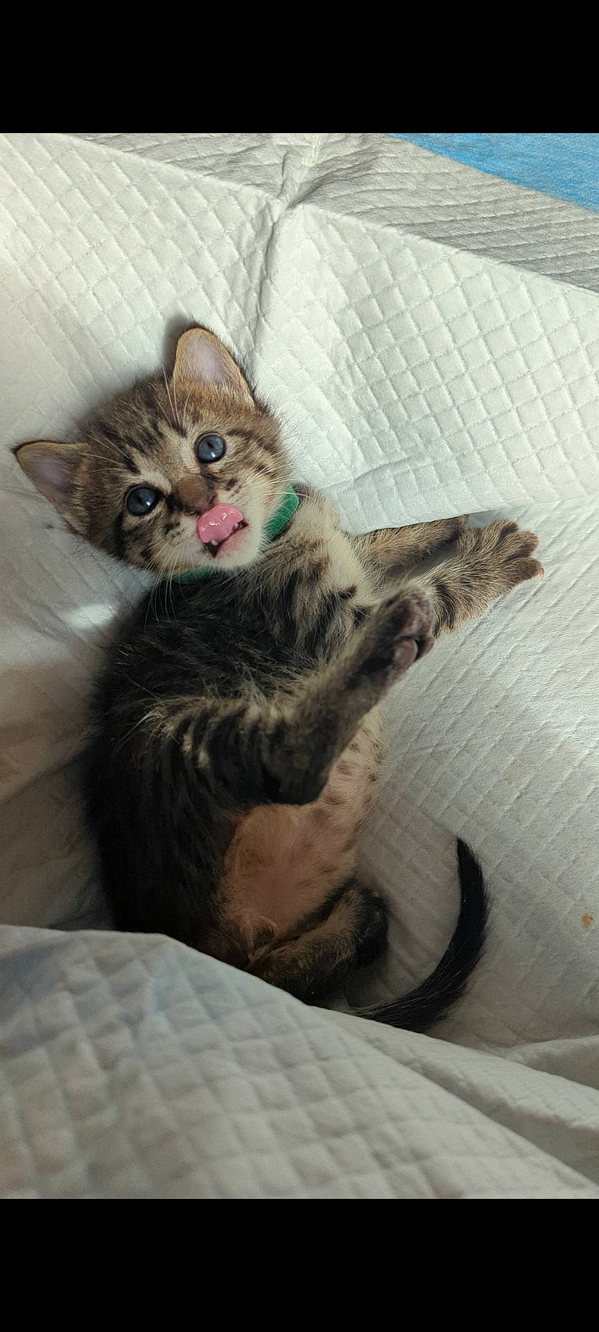 Khan is registered to the contest to win money with this photo: carnivore, cat, cat_supply, claw, comfort, domestic_short_haired_cat, felidae, fur, linens, paw, sitting, small_to_medium_sized_cats, tail, whiskers