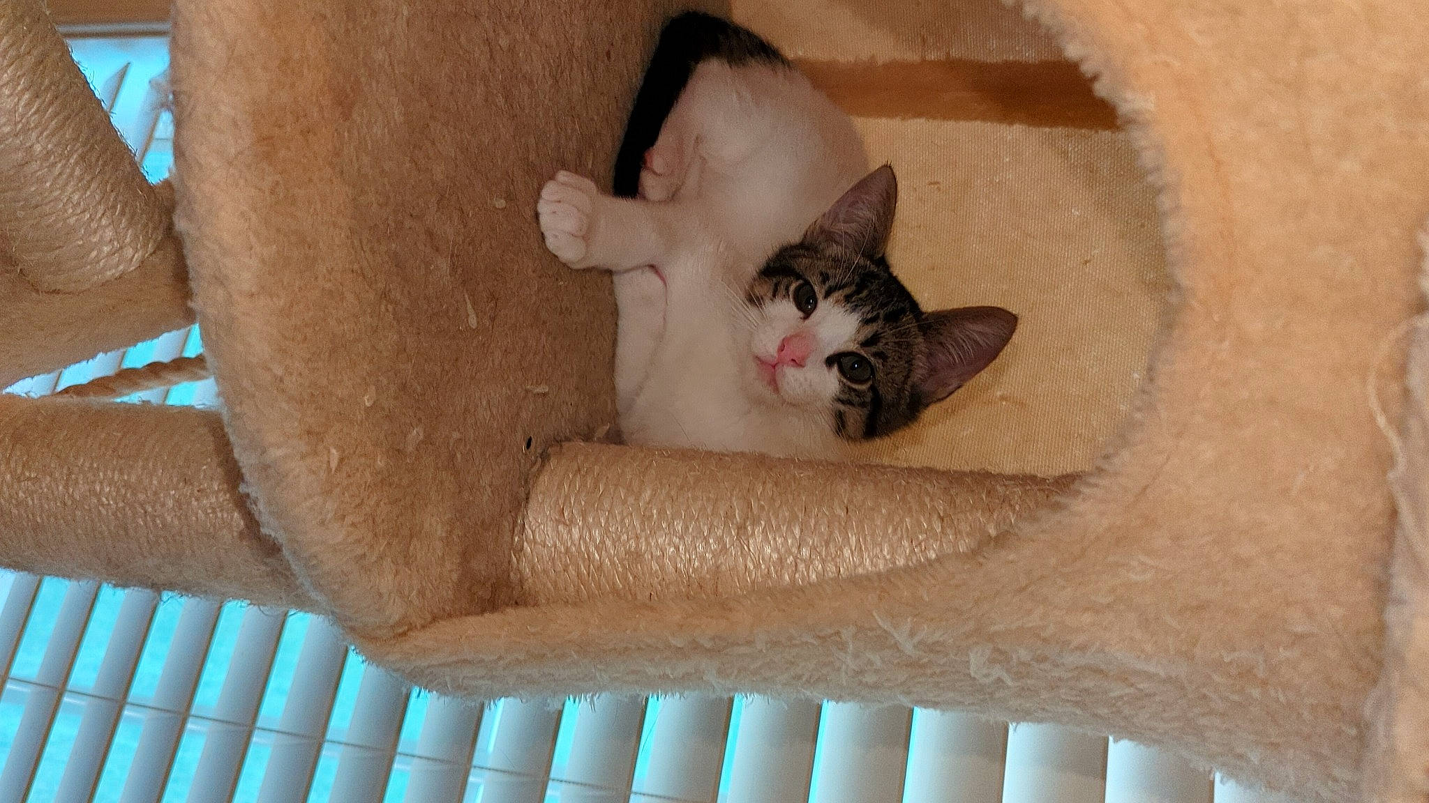 Tank joined the competition — help win amazing prizes! cardboard, carnivore, cat, cat_bed, cat_supply, ceiling, comfort, domestic_short_haired_cat, door, fawn, felidae, hardwood, paw, small_to_medium_sized_cats, stairs, tail, whiskers, window, wood