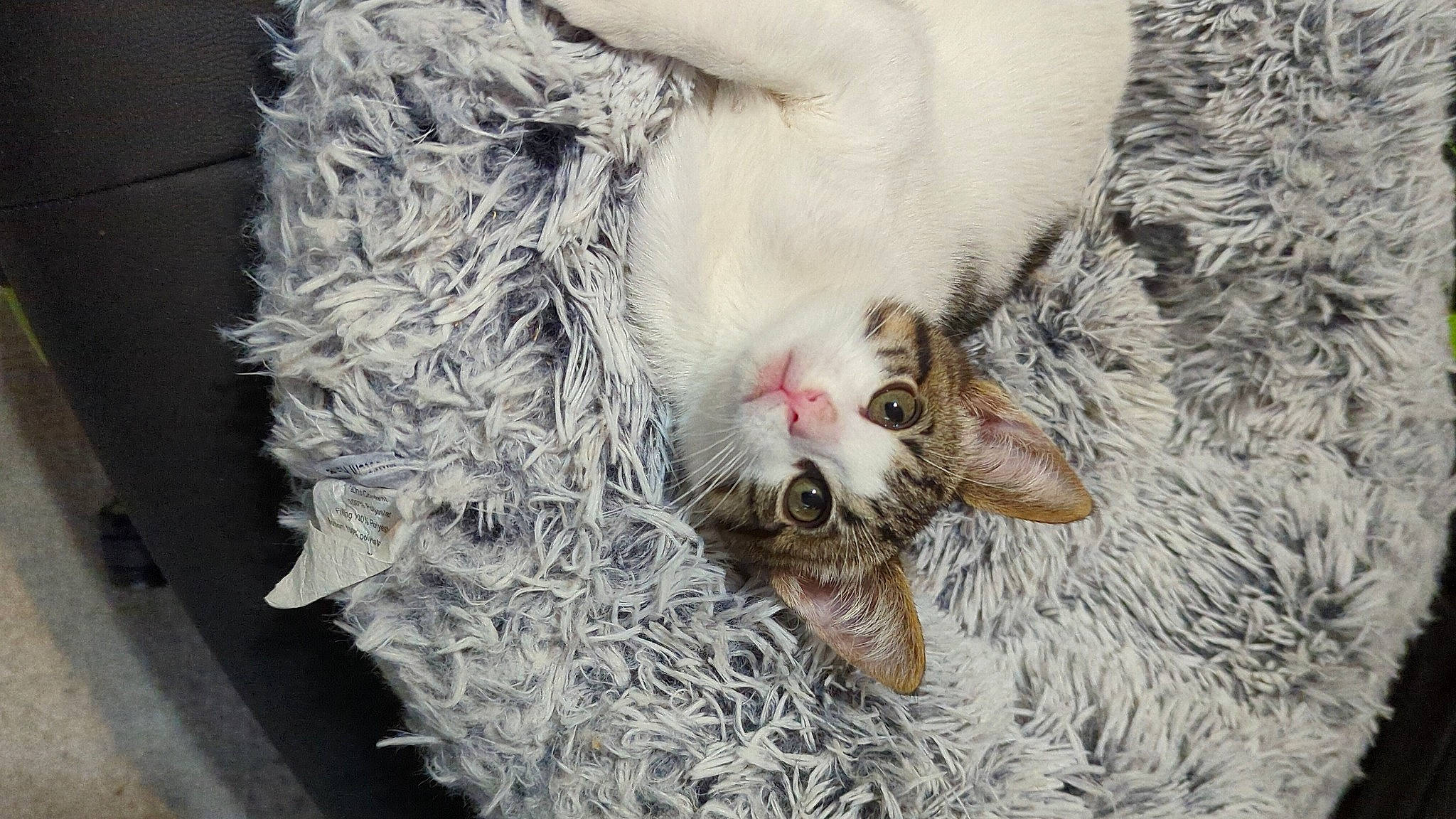 Tank joined the competition — help win amazing prizes! canidae, carnivore, cat, claw, domestic_short_haired_cat, fawn, feather, felidae, fur, grass, paw, plant, small_to_medium_sized_cats, snout, tail, terrestrial_animal, tree, twig, whiskers, winter