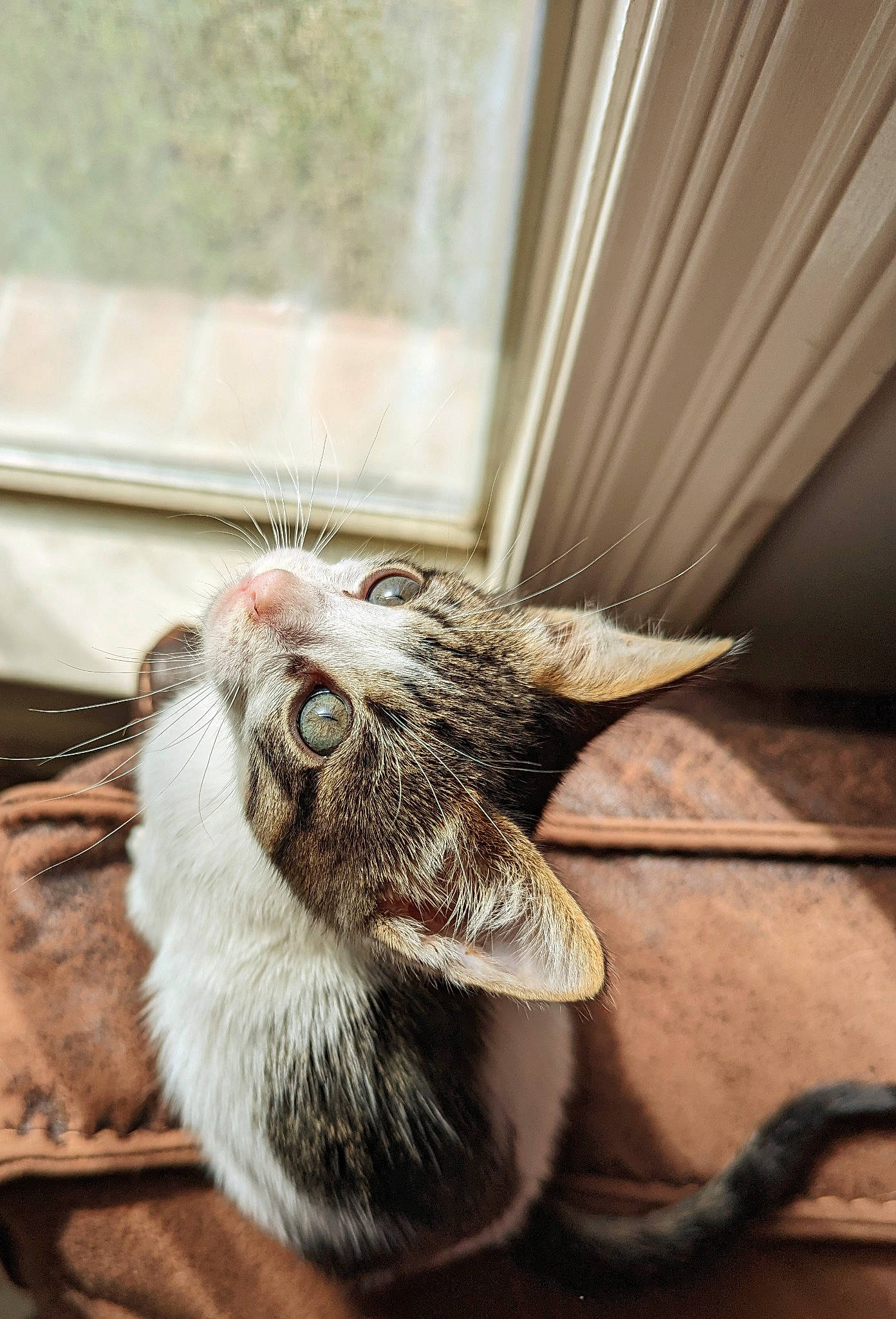 Tank joined the competition — help win amazing prizes! carnivore, cat, claw, curtain, domestic_short_haired_cat, felidae, foot, fur, paw, small_to_medium_sized_cats, snout, tail, terrestrial_animal, whiskers, wildlife, window, wood