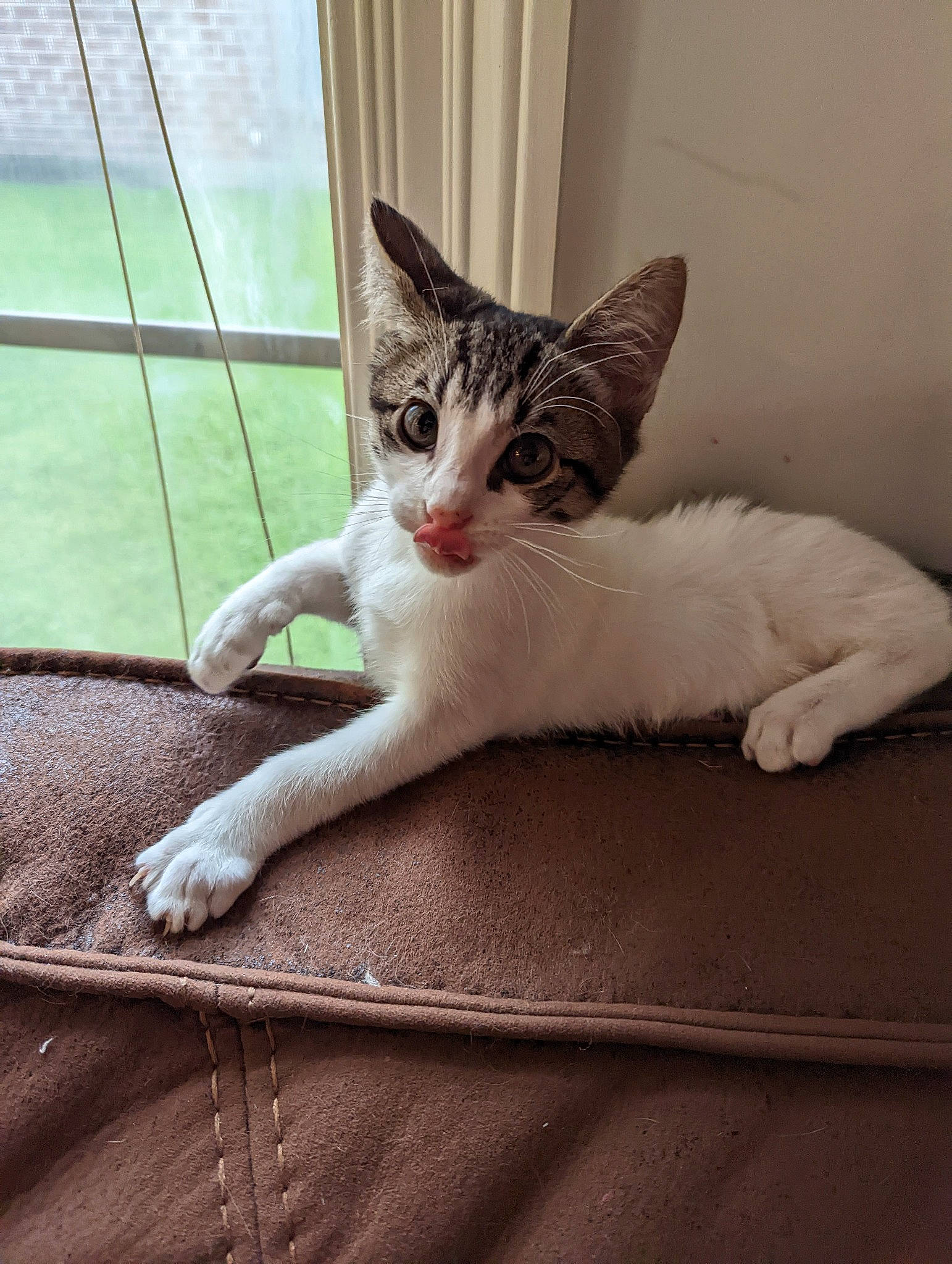 Tank is registered to the contest to win money with this photo: carnivore, cat, claw, comfort, domestic_short_haired_cat, eye, fawn, felidae, foot, fur, human_leg, leg, paw, sitting, small_to_medium_sized_cats, snout, tail, whiskers, window, wood