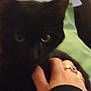 black_cat, cat, pet, hand, rings, indoor, blur, close_up, feline, animal, cozy, domestic, furry, eyes, gentle, touch, comfort, soft, mystery, companion
