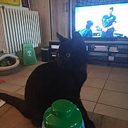 Loki participe au concours pour gagner de l'argent avec cette photo : black_cat, cat, table, television, indoor, furniture, tile_floor, warning_sign, radiator, container, person_on_tv, living_room, electronics, cabinet, household_item, pet, animal, dark, shadow, screen