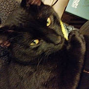 Loki a rejoint le concours — aidez-le/la à gagner de superbes lots ! animal, background, black_cat, blurry, cat, close_up, domestic_animal, ears, face, feline, fur, household, indoor, mystery, out_of_focus, pet, relaxed, resting, whiskers, yellow_eyes