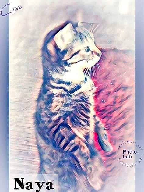 Naya a rejoint le concours — aidez-le/la à gagner de superbes lots ! american_curl, california_spangled, carnivore, cat, european_shorthair, felidae, kitten, small_to_medium_sized_cats, tabby_cat, whiskers