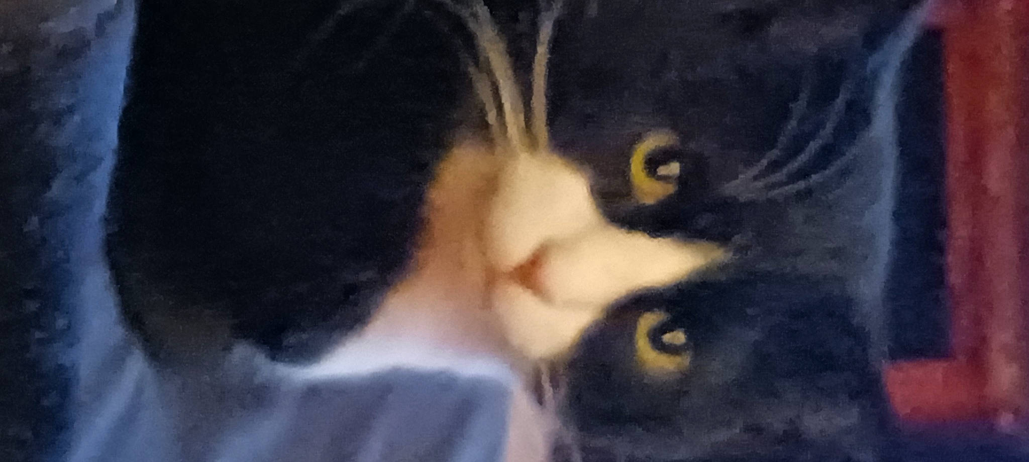 Shadow joined the competition — help win amazing prizes! art, black_cat, carnivore, cat, darkness, domestic_short_haired_cat, eyelash, felidae, fur, iris, paw, small_to_medium_sized_cats, snout, tail, tree, whiskers, window