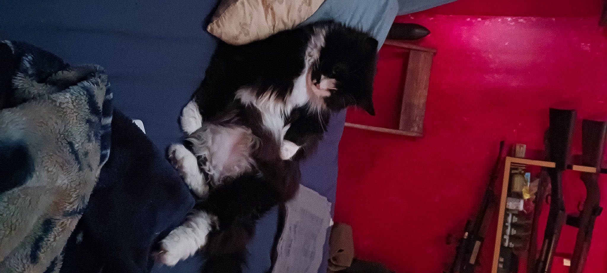 Shadow joined the competition — help win amazing prizes! animal_product, canidae, carnivore, cat, claw, companion_dog, dog_breed, domestic_short_haired_cat, event, felidae, fur, mammal, natural_material, paw, small_to_medium_sized_cats, snout, sporting_group, tail, whiskers