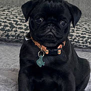 Max joined the competition — help win amazing prizes! puppy, dog, black_pug, pet, collar, tag, blanket, couch, indoor, cute, small, fur, animal, sitting, portrait, young, adorable, face, ears, expression