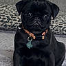 puppy, dog, black_pug, pet, collar, tag, blanket, couch, indoor, cute, small, fur, animal, sitting, portrait, young, adorable, face, ears, expression