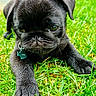 Max is registered to the contest to win money with this photo: puppy, dog, black_pug, grass, outdoor, pet, cute, collar, name_tag, close_up, animal, young_dog, fur, paw, lying_down, greenery, nature, adorable, portrait, canine