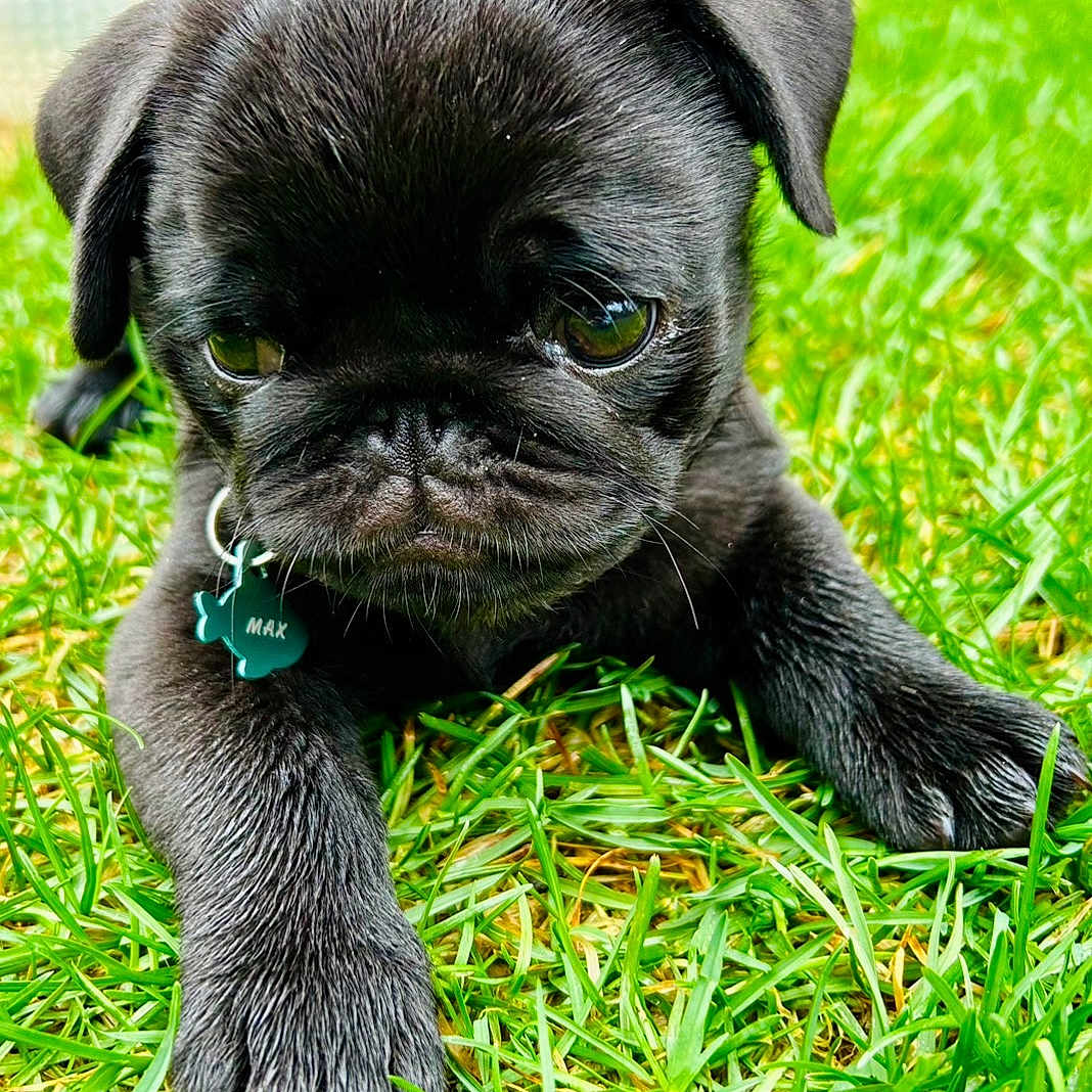 Max is registered to the contest to win money with this photo: puppy, dog, black_pug, grass, outdoor, pet, cute, collar, name_tag, close_up, animal, young_dog, fur, paw, lying_down, greenery, nature, adorable, portrait, canine