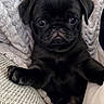 Max is registered to the contest to win money with this photo: puppy, dog, black_pug, pet, cute, animal, indoors, blanket, cushion, soft_texture, small, portrait, sitting, looking_at_camera, cozy, fur, paw, young, companion, adorable