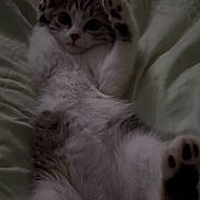 Shylah joined the competition — help win amazing prizes! animal, bed, blanket, cat, cozy, cute, domestic, feline, fur, indoor, kitten, paw, pet, playful, relaxed, resting, sleepy, soft, whiskers, young