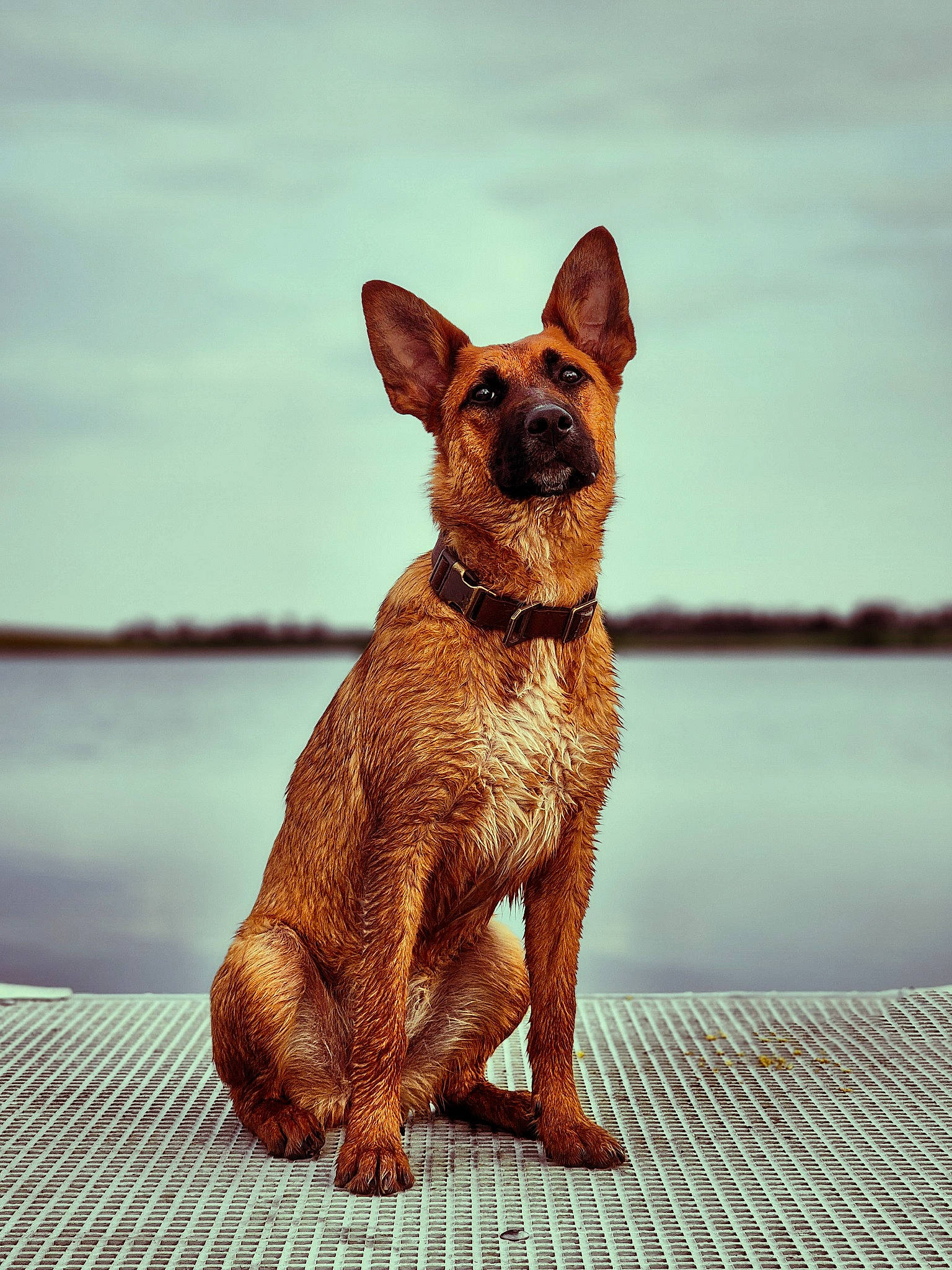Sage is registered to the contest to win money with this photo: canidae, carnivore, cloud, companion_dog, dog, dog_breed, eye, fawn, fur, happy, liver, sky, snout, sporting_group, terrestrial_animal, toy_dog, water, whiskers, wood, working_animal