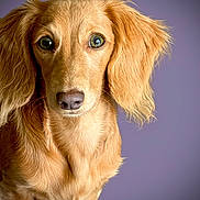 Frankie joined the competition — help win amazing prizes! dog, long_hair, golden, portrait, pet, animal, fur, ears, close_up, looking_at_camera, domestic_animal, canine, muzzle, whiskers, studio_lighting, purple_background, cute, friendly, young_dog, indoor