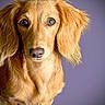 dog, long_hair, golden, portrait, pet, animal, fur, ears, close_up, looking_at_camera, domestic_animal, canine, muzzle, whiskers, studio_lighting, purple_background, cute, friendly, young_dog, indoor