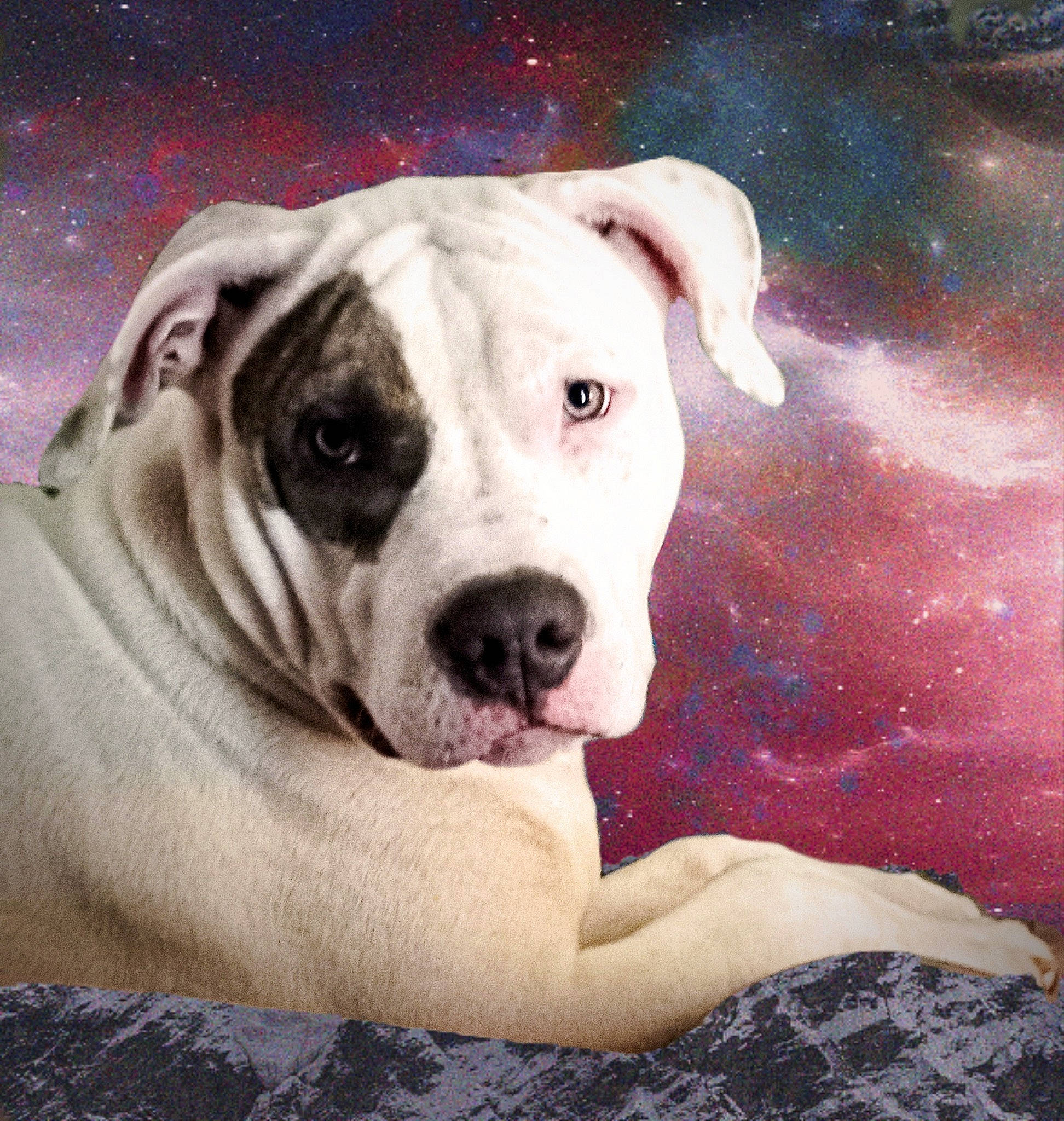 Justice is registered to the contest to win money with this photo: art, bulldog, canidae, carnivore, cloud, companion_dog, dog, dog_breed, fawn, molosser, painting, puppy_love, sky, snout, sporting_group, visual_arts, whiskers, window, working_animal, working_dog