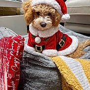Leo is registered to the contest to win money with this photo: dog, santa_hat, christmas_outfit, blanket, plush, holiday, festive, indoor, couch, person, red_clothing, curly_fur, decor, gift_wrap, carpet, cozy, pet, relaxed, cute, holiday_season