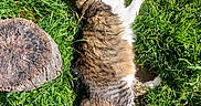 Sabertooth is registered to the contest to win money with this photo: animal, cat, closeup, daylight, fluffy, fur, grass, greenery, ground, mammal, nature, outdoor, peaceful, pet, relaxed, resting, summer, sunlight, tree_stump, wildlife