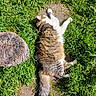 animal, cat, closeup, daylight, fluffy, fur, grass, greenery, ground, mammal, nature, outdoor, peaceful, pet, relaxed, resting, summer, sunlight, tree_stump, wildlife
