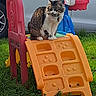 animal, cat, children_play_equipment, curious, daytime, feline, grass, greenery, leisure, minivan, nature, outdoor, pet, plastic_slide, playground, relaxed, sitting, toy, vehicle, yard
