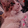 Sabertooth is registered to the contest to win money with this photo: cat, fluffy, pet, indoor, bed, fur, whiskers, relaxed, closeup, animal, cute, feline, cozy, sleepy, soft, domestic, paws, collar, curious, sparkle