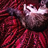 animal, black, blanket, cat, comfort, cozy, cute, domestic, fur, indoor, pattern, paw, pet, red, relaxation, resting, sleeping, tabby, tail, white