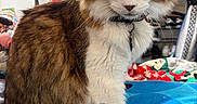 Sabertooth joined the competition — help win amazing prizes! cat, tabby_cat, indoor, pet, feline, fluffy, sitting, collar, blanket, lamp, clothing, bedroom, fur, whiskers, paw, looking, cute, domestic_animal, household, portrait