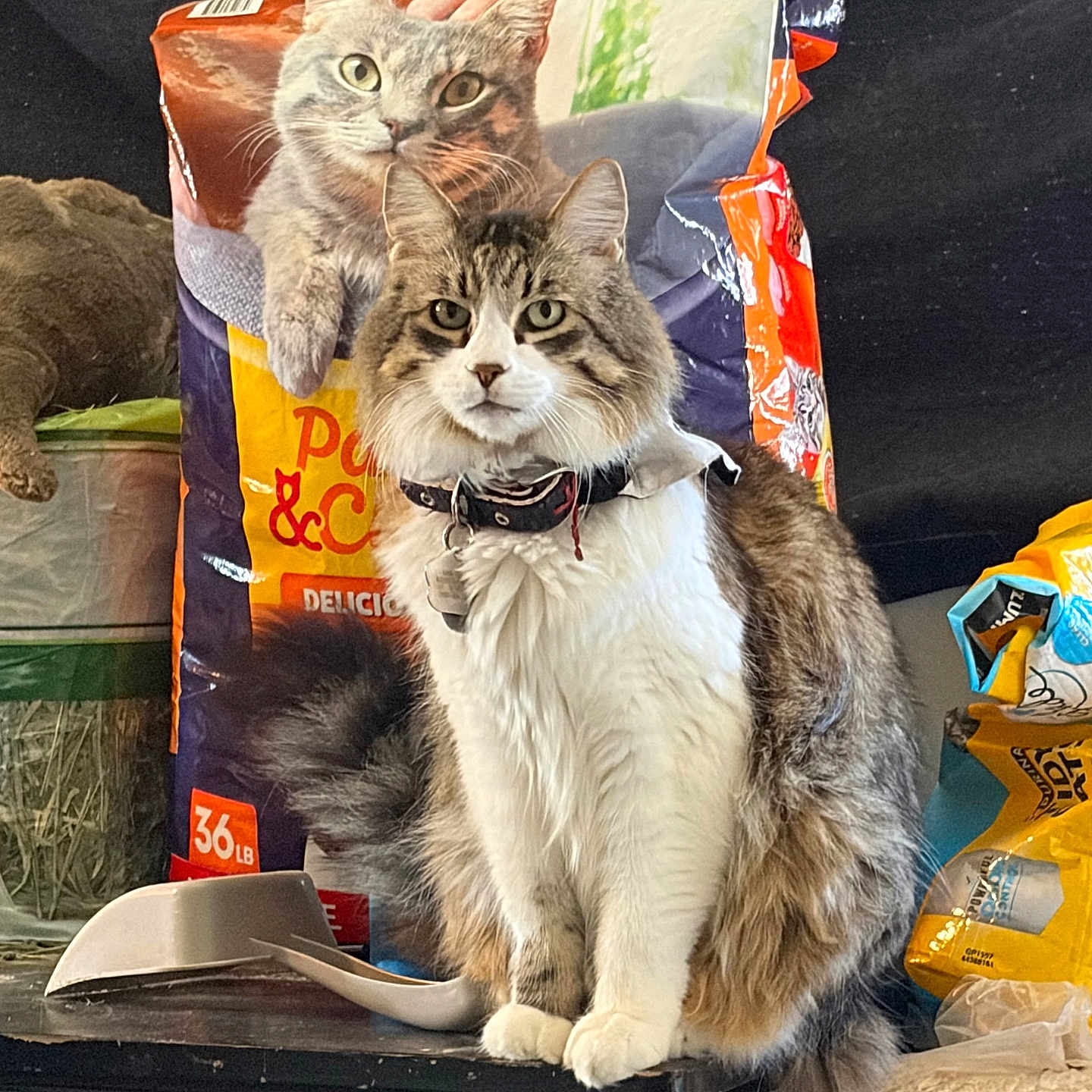 Sabertooth joined the competition — help win amazing prizes! cat, table, cat_food_bag, pet_supplies, fluffy_cat, indoor, feline, collar, background, food_scoop, package, domestic_cat, pet, animal, fur, eyes, whiskers, sitting, still_life, household