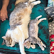 Sabertooth joined the competition — help win amazing prizes! animal, arm, blanket, cat, companion, cozy, cushion, cute, feline, fur, human, indoor, kitten, nap, paw, pet, relaxation, resting, sleeping, tabby