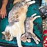 animal, arm, blanket, cat, companion, cozy, cushion, cute, feline, fur, human, indoor, kitten, nap, paw, pet, relaxation, resting, sleeping, tabby