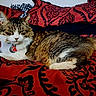 Sabertooth joined the competition — help win amazing prizes! cat, tabby, pet, collar, paw_print_tag, feline, resting, bed, blanket, red, black, patterned, fur, whiskers, ears, indoor, cozy, animal, cute, lying_down