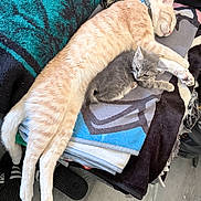 Simba is registered to the contest to win money with this photo: blanket, cat, chair, collar, cozy, cute, feline, floor, fur, grey_kitten, household, indoor, kitten, orange_cat, paws, pet, relaxed, resting, sleeping, snuggling