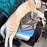 blanket, cat, chair, collar, cozy, cute, feline, floor, fur, grey_kitten, household, indoor, kitten, orange_cat, paws, pet, relaxed, resting, sleeping, snuggling