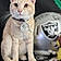 Simba