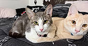 Simba joined the competition — help win amazing prizes! animal, bed, blanket, cat, cats, closeup, collar, comforter, cozy, curious, cute, domestic, ears, feline, indoor, pet, resting, snuggling, two_animals, whiskers