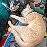 Simba joined the competition — help win amazing prizes! animal, blanket, cat, comfortable, cozy, cushion, cute, feline, gray_cat, indoor, kitten, orange_cat, pet, pillows, relaxing, resting, sleeping, snuggling, striped, tabby