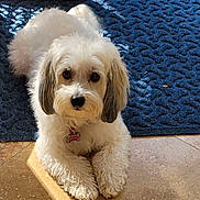 Willow joined the competition — help win amazing prizes! animal, collar, companion, cute, dog, ears, floor, fluffy, home, indoor, looking_at_camera, lying_down, pet, relaxed, rug, small_dog, sunlight, tag, tile, white_dog