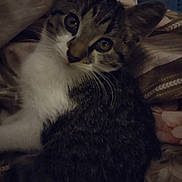 Pretty Boy is registered to the contest to win money with this photo: cat, kitten, tabby_cat, pet, fur, whiskers, big_eyes, close_up, portrait, bedding, blanket, indoor, cozy, lying_down, looking_at_camera, striped, sleepy, soft_light, animal, bed