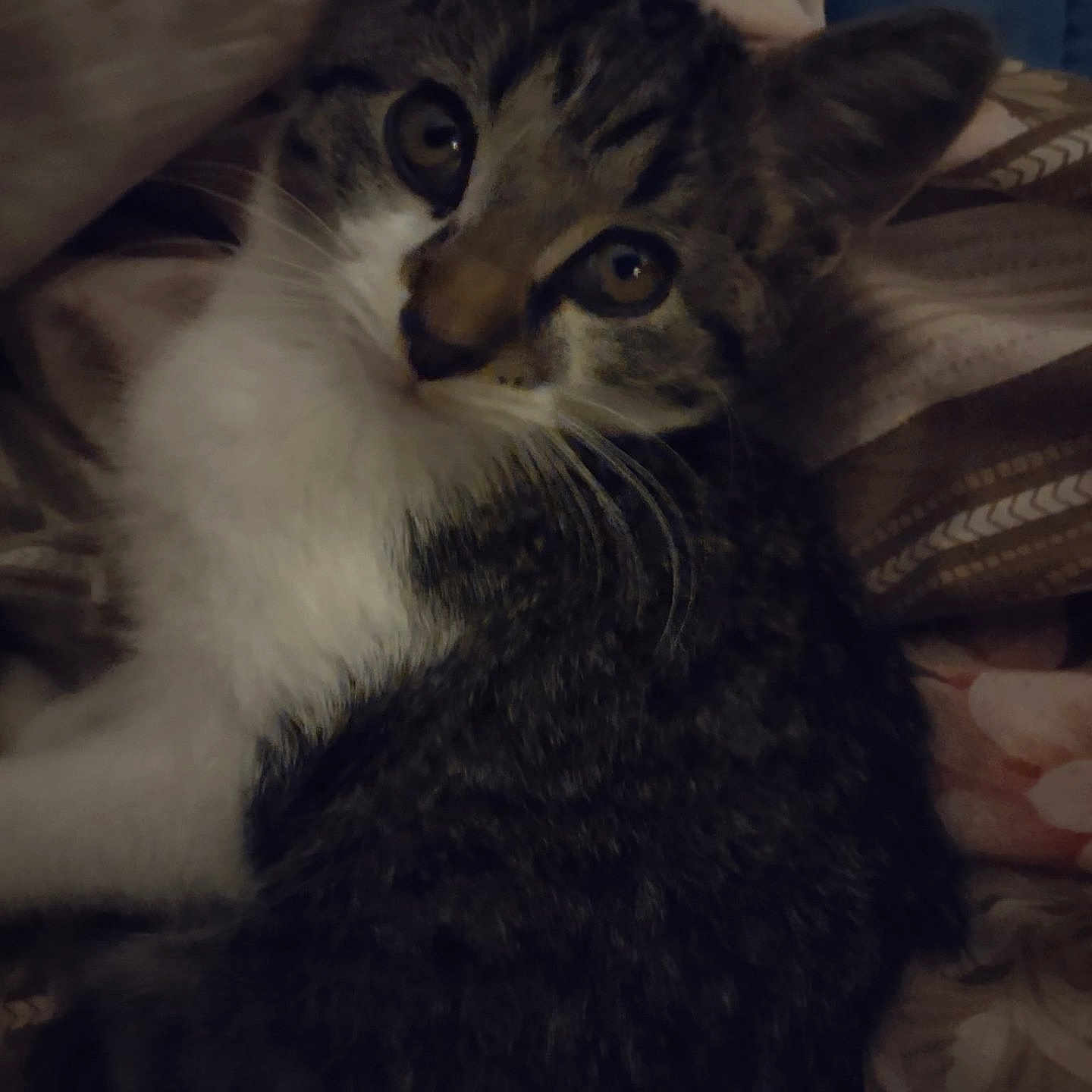 Pretty Boy