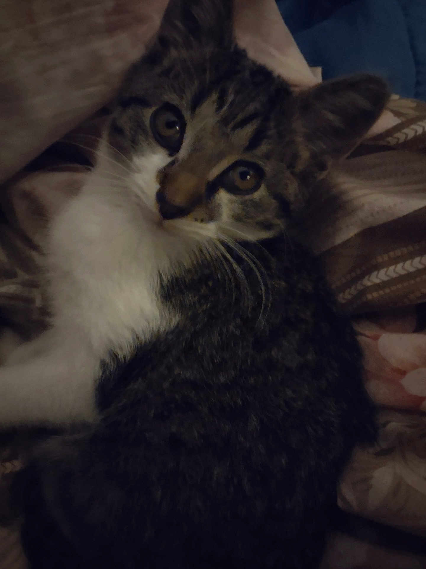 Pretty Boy is registered to the contest to win money with this photo: cat, kitten, tabby_cat, pet, fur, whiskers, big_eyes, close_up, portrait, bedding, blanket, indoor, cozy, lying_down, looking_at_camera, striped, sleepy, soft_light, animal, bed