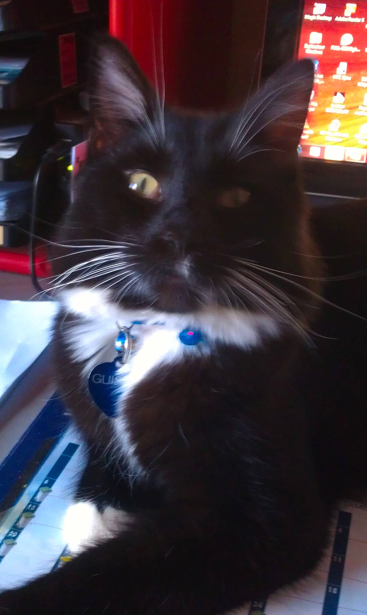 GUISMO participe au concours pour gagner de l'argent avec cette photo : black_cat, carnivore, cat, claw, darkness, domestic_short_haired_cat, electric_blue, felidae, formal_wear, fur, mammal, night, paw, reflection, shadow, small_to_medium_sized_cats, snout, tail, vertebrate, whiskers