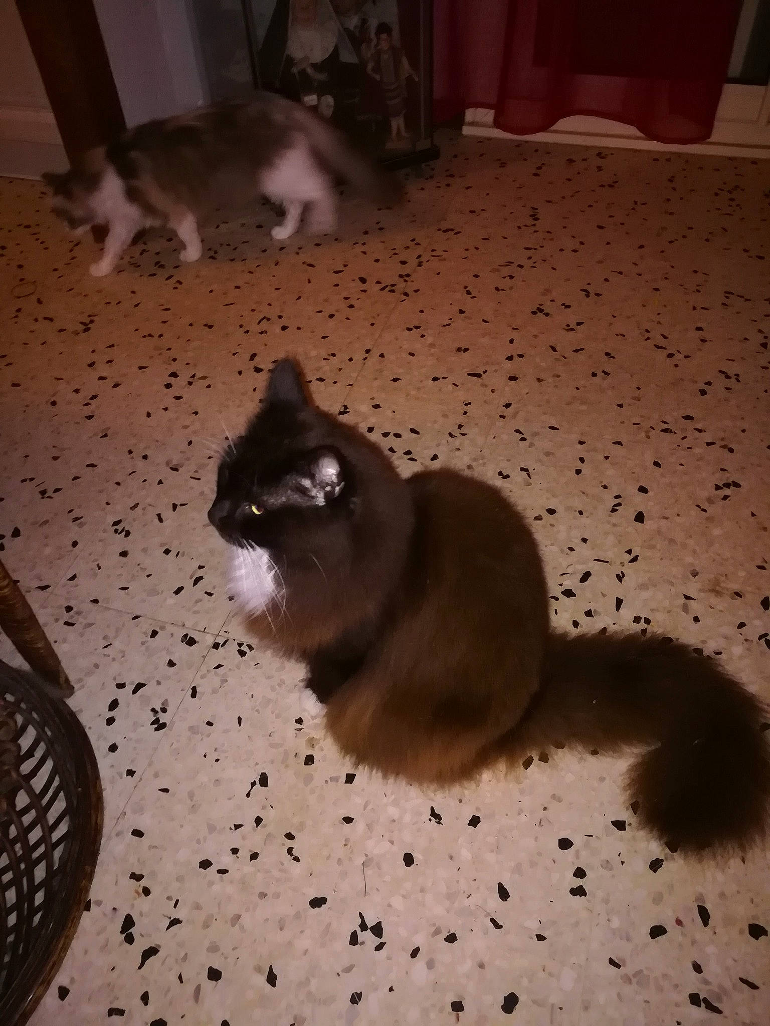 GUISMO a rejoint le concours — aidez-le/la à gagner de superbes lots ! carnivore, cat, domestic_short_haired_cat, fawn, felidae, floor, flooring, fur, grey, hardwood, light, mammal, paw, shadow, siamese, small_to_medium_sized_cats, tail, thai, whiskers, wood