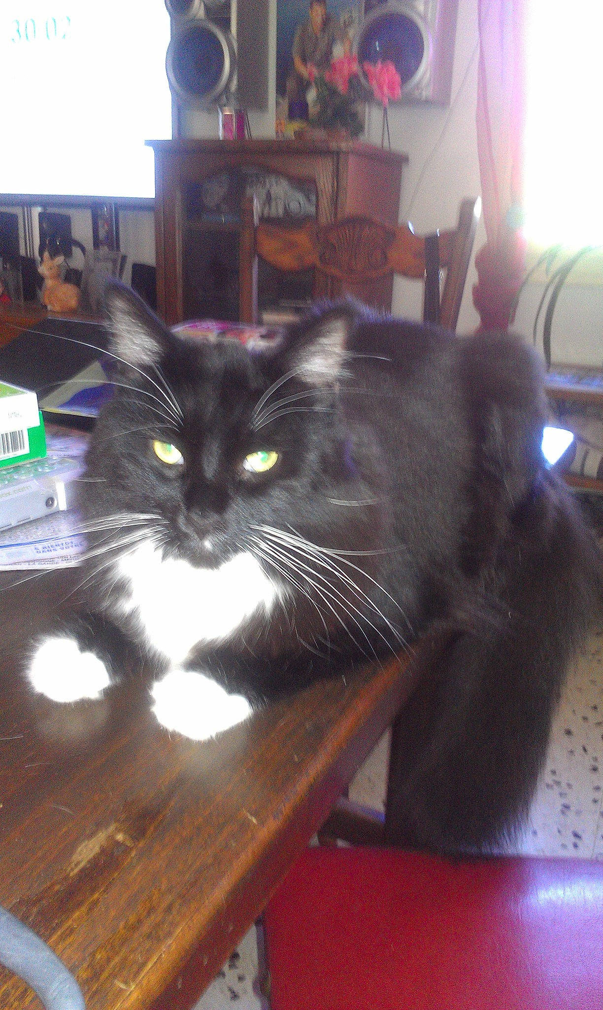 GUISMO a rejoint le concours — aidez-le/la à gagner de superbes lots ! bookcase, box, carnivore, cat, chair, comfort, desk, domestic_short_haired_cat, felidae, flooring, fur, furniture, hardwood, picture_frame, room, shelf, small_to_medium_sized_cats, table, whiskers, wood