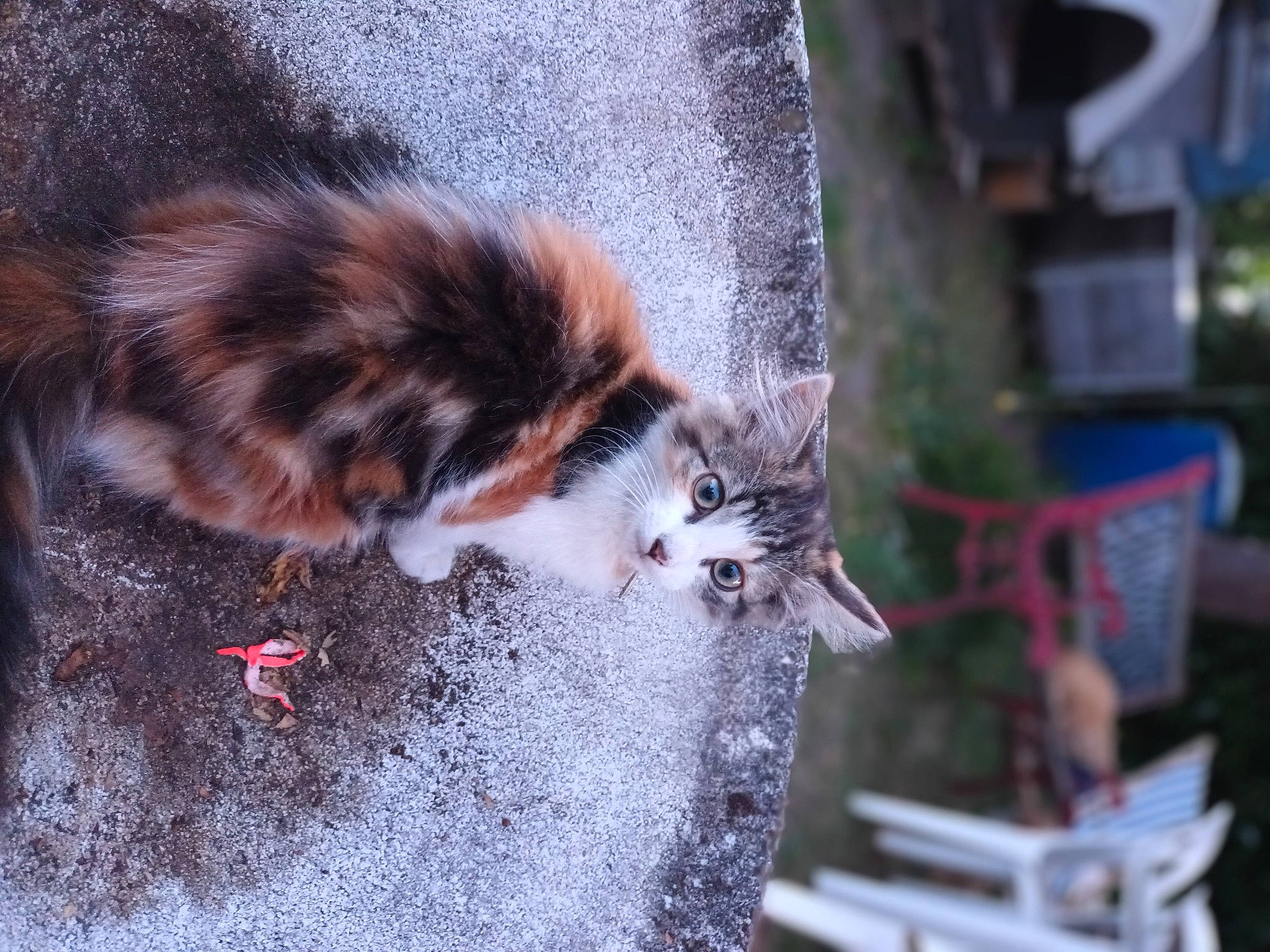Big Mac participe au concours pour gagner de l'argent avec cette photo : carnivore, cat, claw, domestic_short_haired_cat, felidae, fur, grass, paw, sidewalk, small_to_medium_sized_cats, snout, street, tail, terrestrial_animal, whiskers, wildlife, window, wood