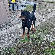 Rico a rejoint le concours — aidez-le/la à gagner de superbes lots ! rottweiler, dog, outdoor, gravel, stick, fence, chair, wood, yard, pet, animal, brown, black, collar, chain, tail, grass, daylight, nature, path