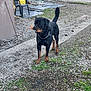rottweiler, dog, outdoor, gravel, stick, fence, chair, wood, yard, pet, animal, brown, black, collar, chain, tail, grass, daylight, nature, path