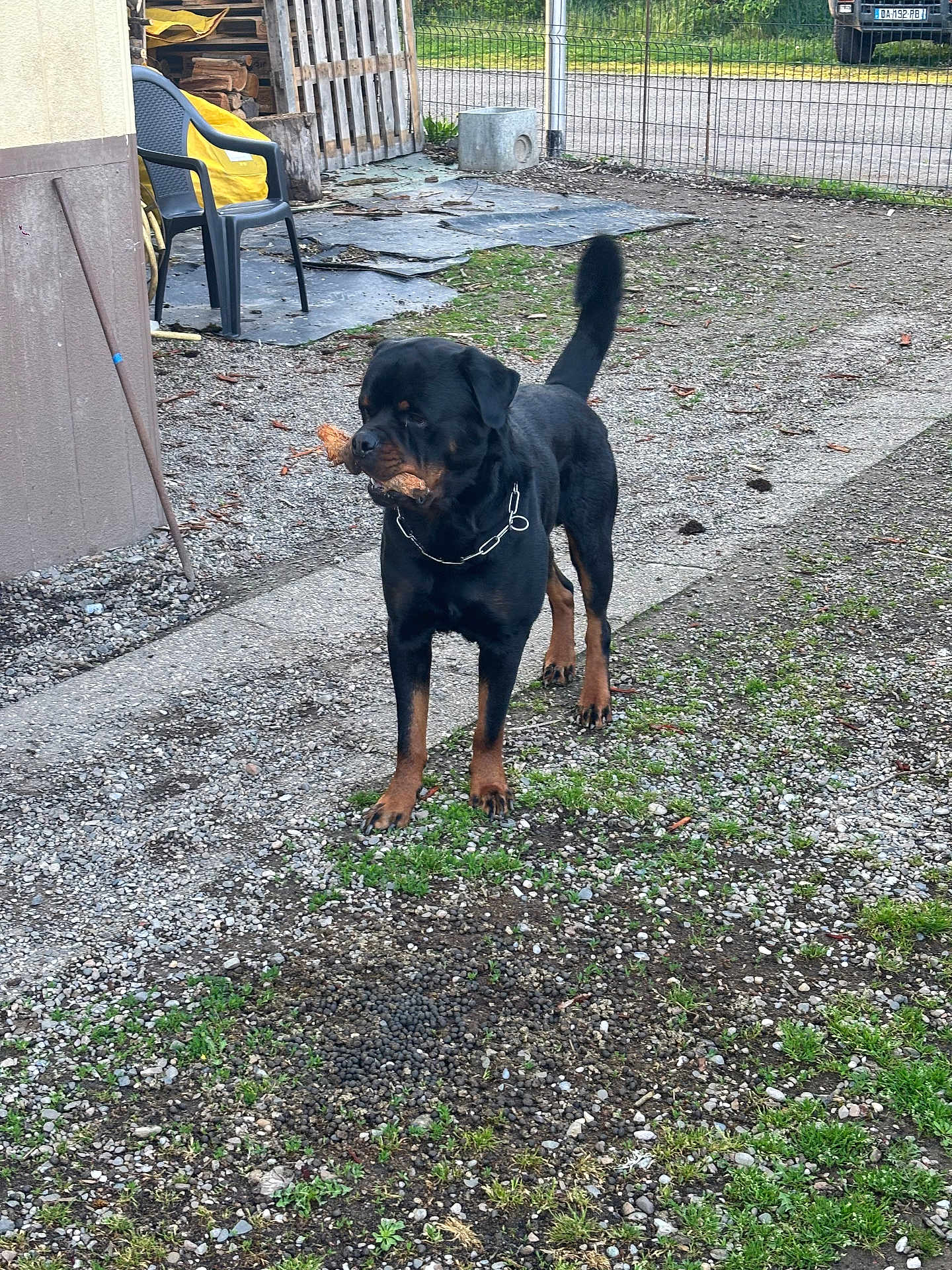 Rico a rejoint le concours — aidez-le/la à gagner de superbes lots ! rottweiler, dog, outdoor, gravel, stick, fence, chair, wood, yard, pet, animal, brown, black, collar, chain, tail, grass, daylight, nature, path